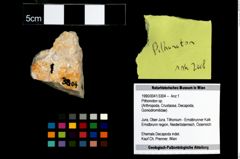 Foto (Objekt + Etikett) von Pithonoton sp.  (NHMW-GEO-1990-0041-3304)